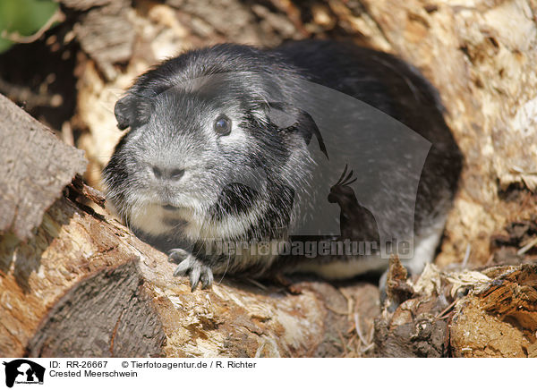 Crested Meerschwein / Crested guinea pig / RR-26667