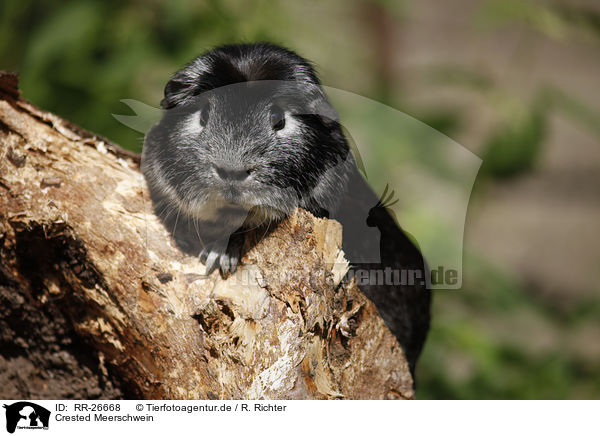 Crested Meerschwein / RR-26668