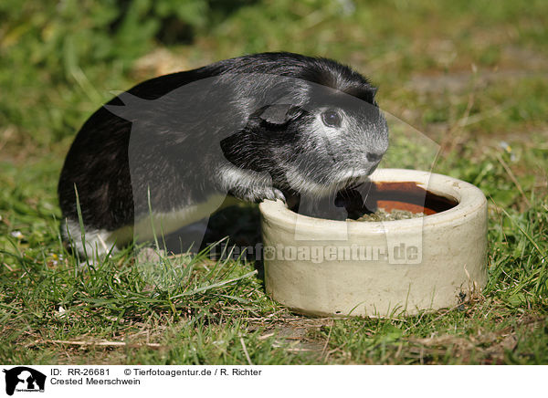 Crested Meerschwein / RR-26681