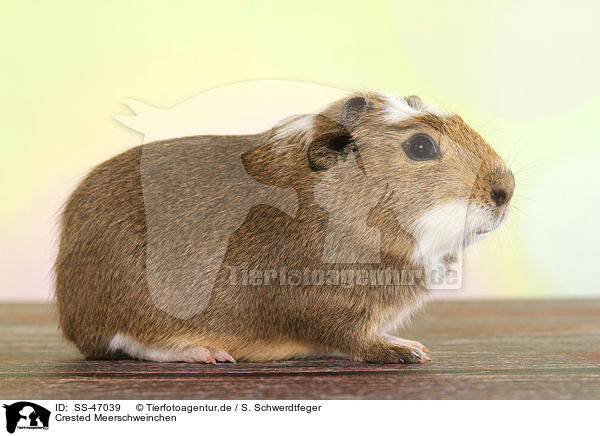 Crested Meerschweinchen / crested guinea pig / SS-47039