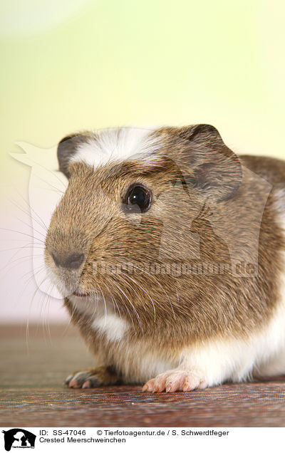 Crested Meerschweinchen / crested guinea pig / SS-47046