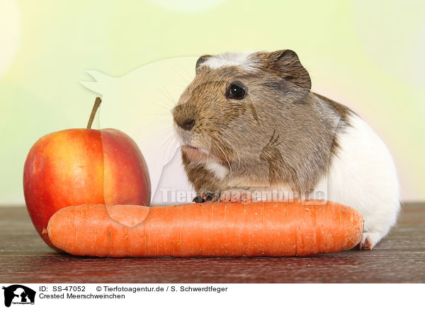 Crested Meerschweinchen / crested guinea pig / SS-47052