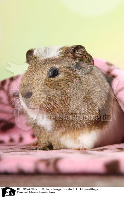 Crested Meerschweinchen / crested guinea pig / SS-47069