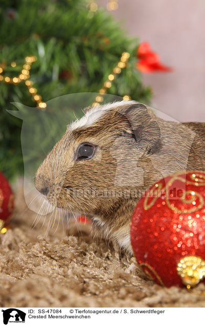 Crested Meerschweinchen / crested guinea pig / SS-47084