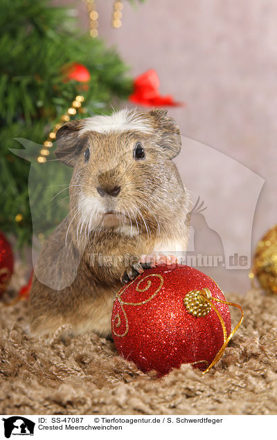 Crested Meerschweinchen / crested guinea pig / SS-47087