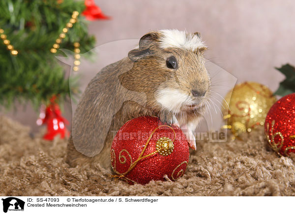 Crested Meerschweinchen / crested guinea pig / SS-47093