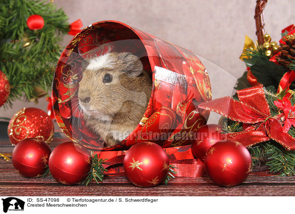 Crested Meerschweinchen / crested guinea pig / SS-47098