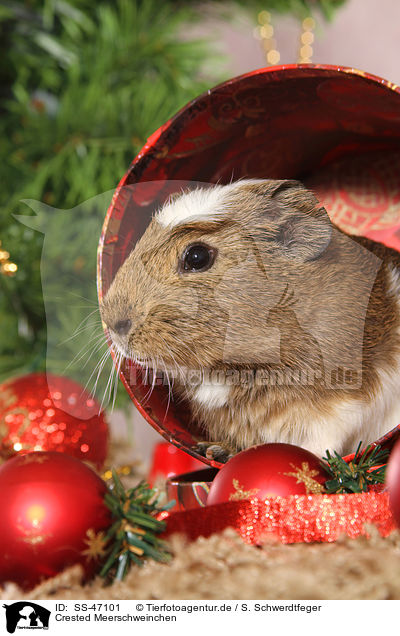 Crested Meerschweinchen / SS-47101