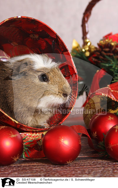 Crested Meerschweinchen / crested guinea pig / SS-47108