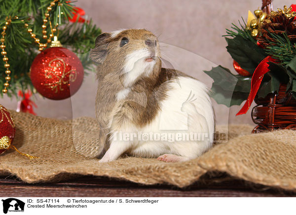 Crested Meerschweinchen / crested guinea pig / SS-47114