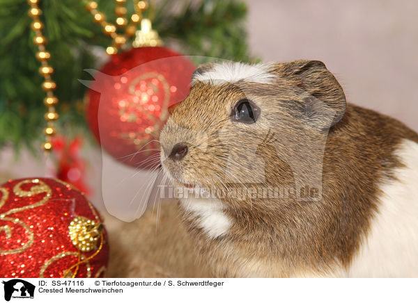 Crested Meerschweinchen / crested guinea pig / SS-47116