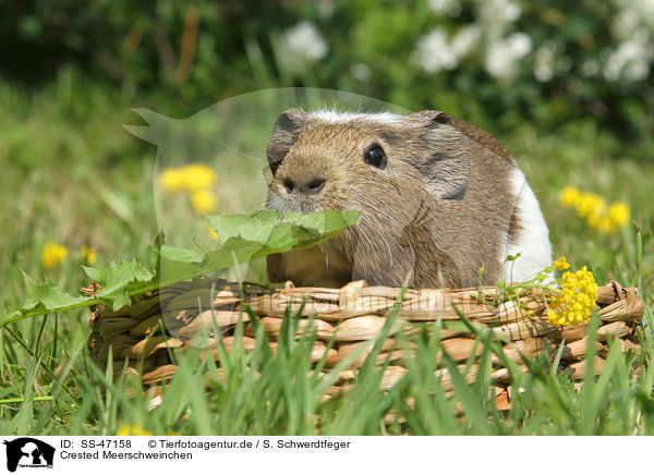 Crested Meerschweinchen / crested guinea pig / SS-47158