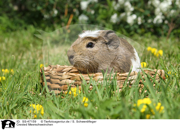 Crested Meerschweinchen / crested guinea pig / SS-47159