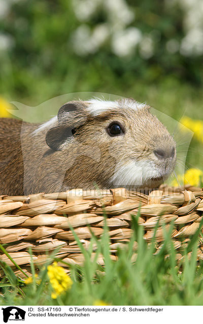 Crested Meerschweinchen / SS-47160