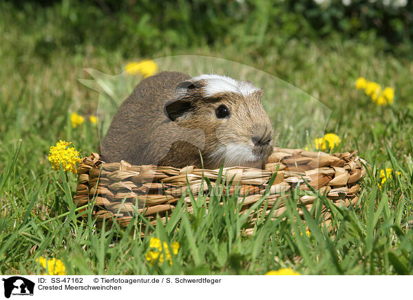 Crested Meerschweinchen / crested guinea pig / SS-47162