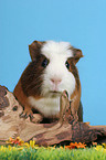 Crested Rassemeerschweinchen