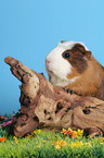 Crested Rassemeerschweinchen