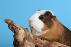 Crested Rassemeerschweinchen