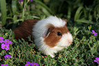 Crested Rassemeerschweinchen in Blumenwiese