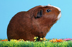 Crested Rassemeerschweinchen