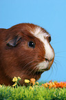 Crested Rassemeerschweinchen