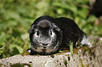 Crested Meerschwein