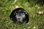 Crested Meerschwein