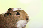 Crested Meerschweinchen