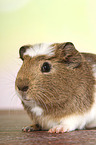 Crested Meerschweinchen