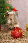 Crested Meerschweinchen