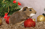 Crested Meerschweinchen