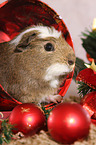 Crested Meerschweinchen