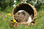 Crested Meerschweinchen