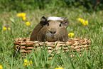 Crested Meerschweinchen