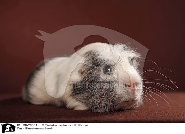Cuy - Riesenmeerschwein / Cuy - giant guinea pig / RR-26581