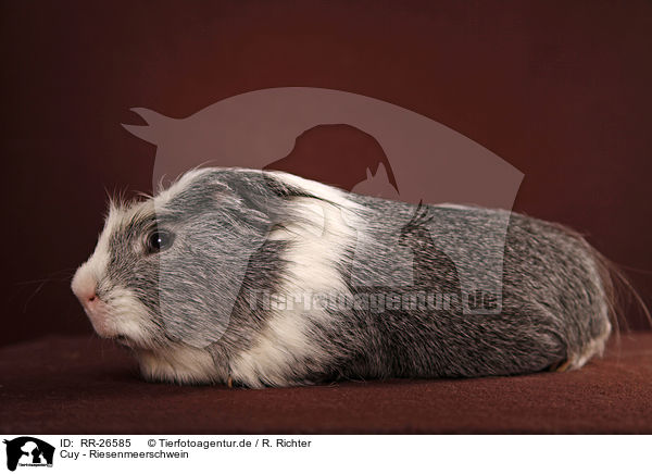 Cuy - Riesenmeerschwein / Cuy - giant guinea pig / RR-26585
