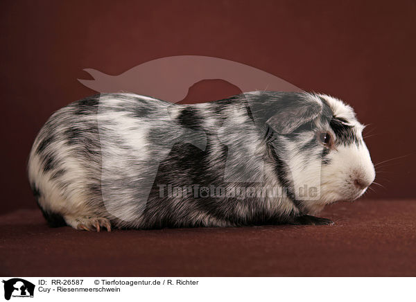 Cuy - Riesenmeerschwein / Cuy - giant guinea pig / RR-26587