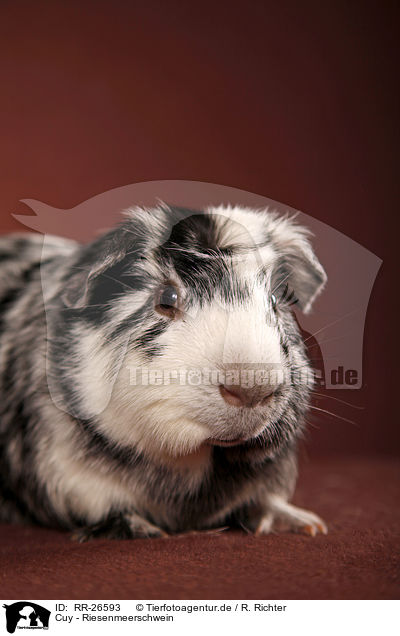 Cuy - Riesenmeerschwein / Cuy - giant guinea pig / RR-26593