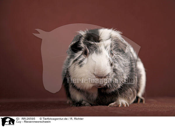 Cuy - Riesenmeerschwein / Cuy - giant guinea pig / RR-26595