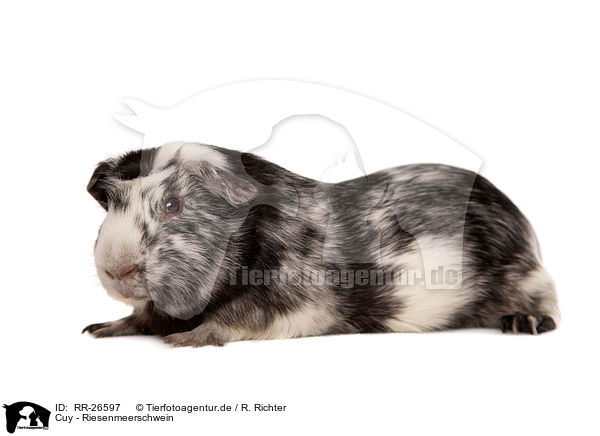 Cuy - Riesenmeerschwein / Cuy - giant guinea pig / RR-26597