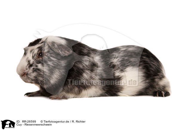 Cuy - Riesenmeerschwein / Cuy - giant guinea pig / RR-26599