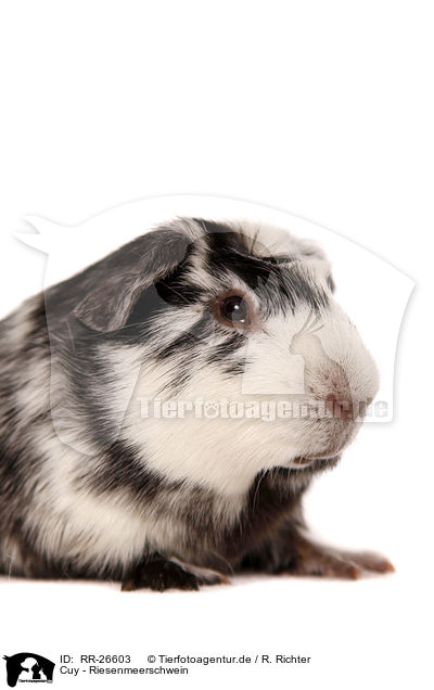Cuy - Riesenmeerschwein / Cuy - giant guinea pig / RR-26603