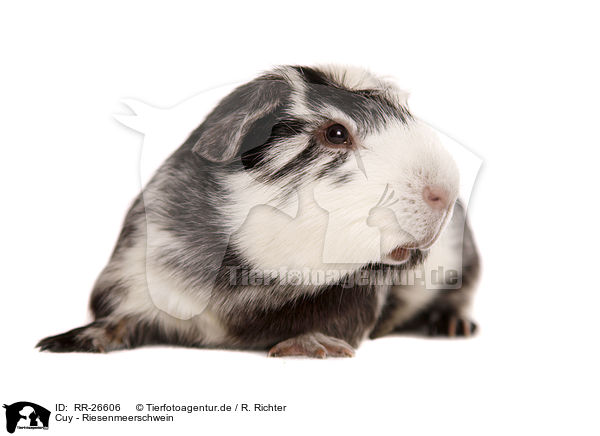 Cuy - Riesenmeerschwein / Cuy - giant guinea pig / RR-26606