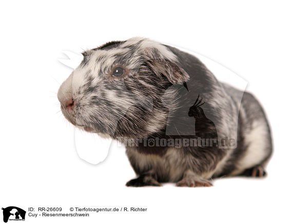 Cuy - Riesenmeerschwein / Cuy - giant guinea pig / RR-26609