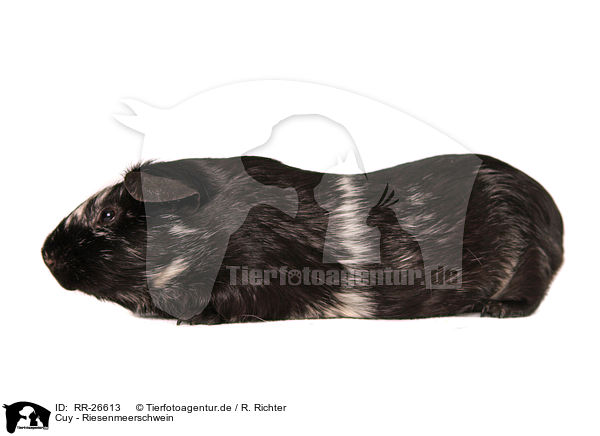 Cuy - Riesenmeerschwein / Cuy - giant guinea pig / RR-26613