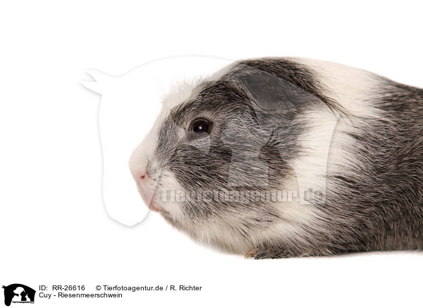 Cuy - Riesenmeerschwein / Cuy - giant guinea pig / RR-26616