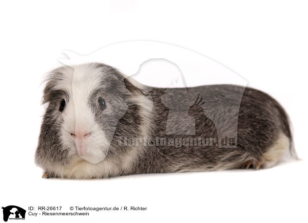 Cuy - Riesenmeerschwein / Cuy - giant guinea pig / RR-26617