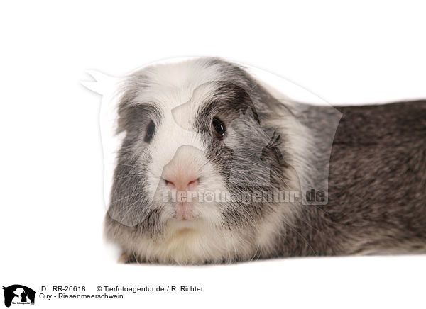 Cuy - Riesenmeerschwein / Cuy - giant guinea pig / RR-26618