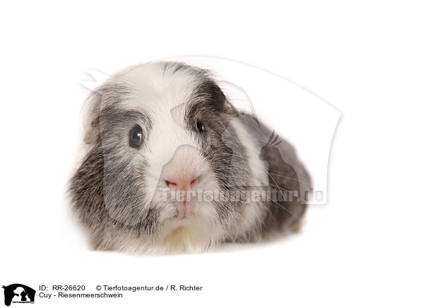 Cuy - Riesenmeerschwein / Cuy - giant guinea pig / RR-26620