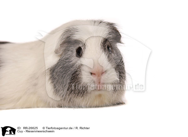 Cuy - Riesenmeerschwein / Cuy - giant guinea pig / RR-26625